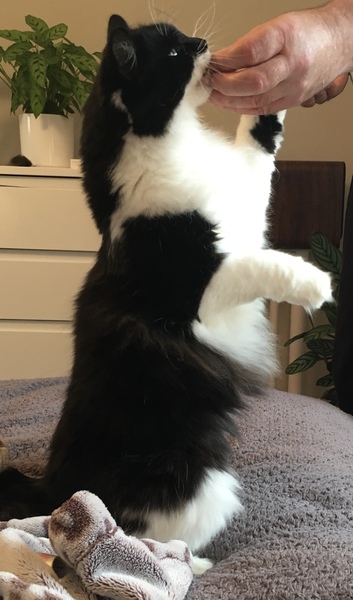 Chez Ollie - The Not My Cats of many colours edition - All welcome