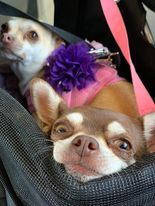 Why do you have the breed of dog that you have?
