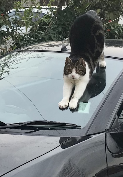 To want to throttle neighbour's cat and neighbour!!