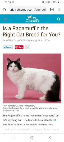 Ragamuffin or not