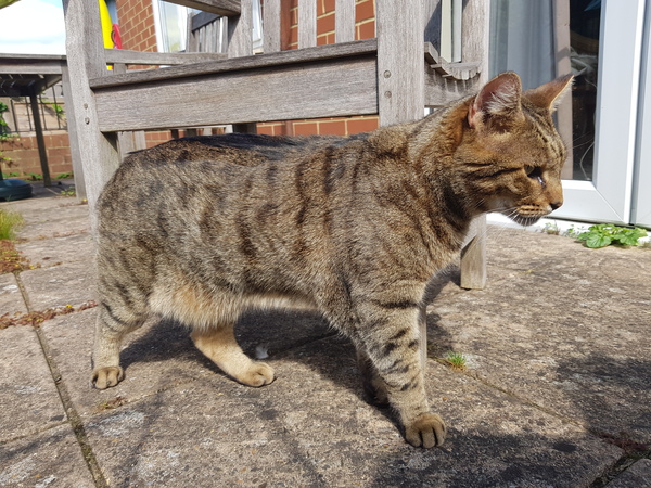 Thug cat part 4.  After all, it's not my Axminster.