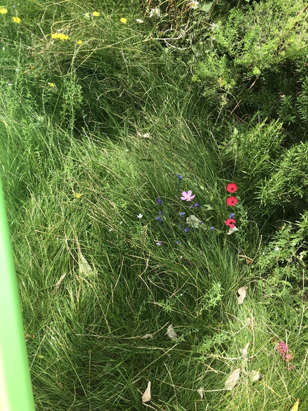 a thread about Biodiversity/Gardens/Landscape in the UK...