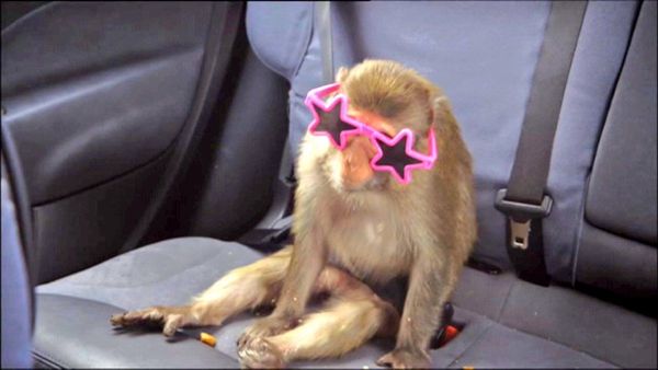 To be worried about the drive through safari?