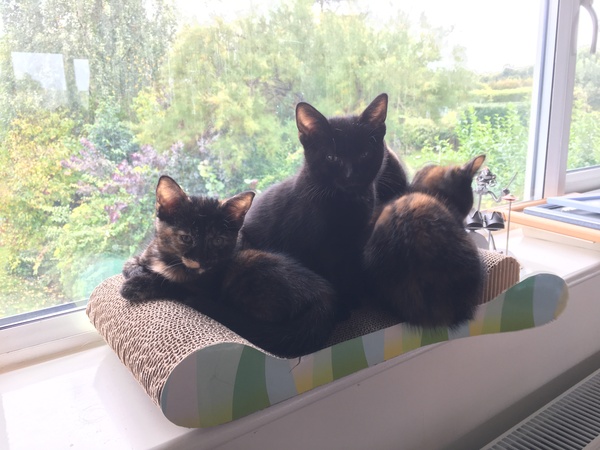 Who is being unreasonable? Found a kitten in garden.