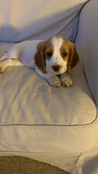 Puppy Survival Thread - August