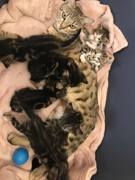 Newborn kittens arrived today!