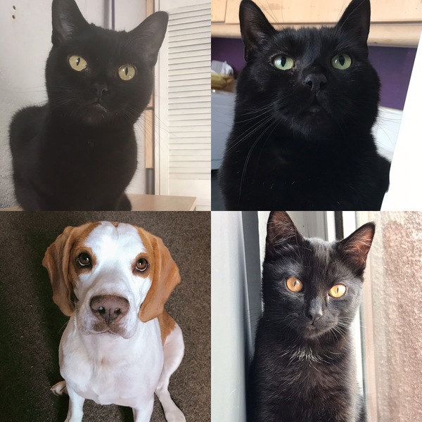 Tell me the colour of your cats eyes