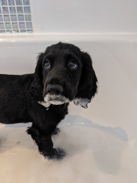 Puppy Survival Thread August part 2