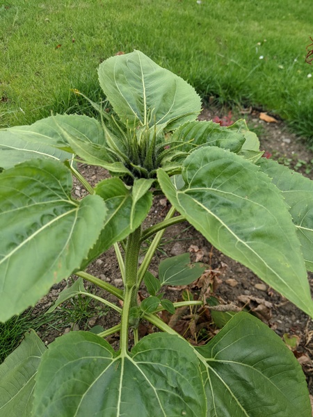 What's this weed?