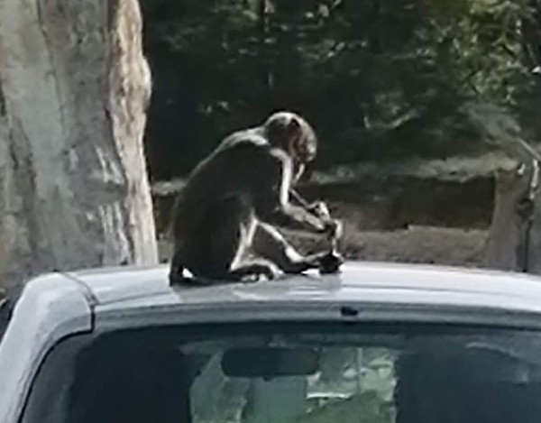 To be worried about the drive through safari?