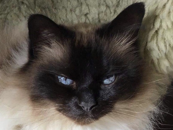 Tell me the colour of your cats eyes
