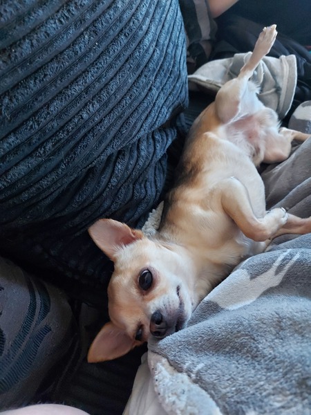 If you have a chihuahua...