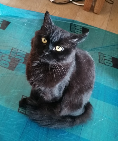 Bringing a new cat home - advice appreciated