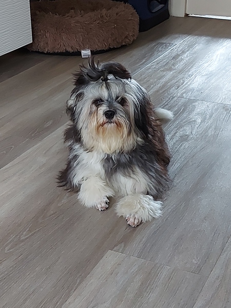 Recommend A Breed