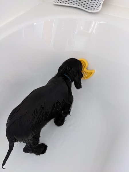Puppy Survival Thread - August
