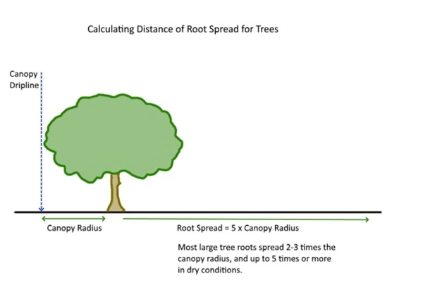 AIBU to think that people should have to get permission from all surrounding neighbors before cutting down a tree?