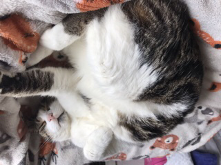 No cats in bedrooms