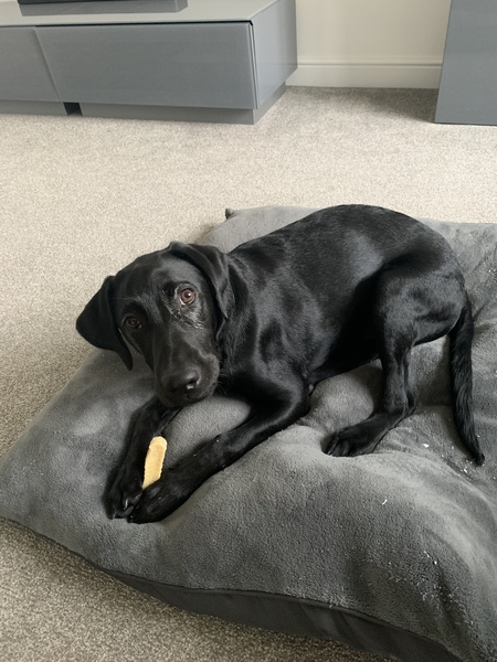 Puppy Survival Thread - August