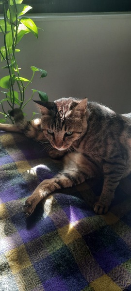 Stubborn Cats and Trying to Give them Medication