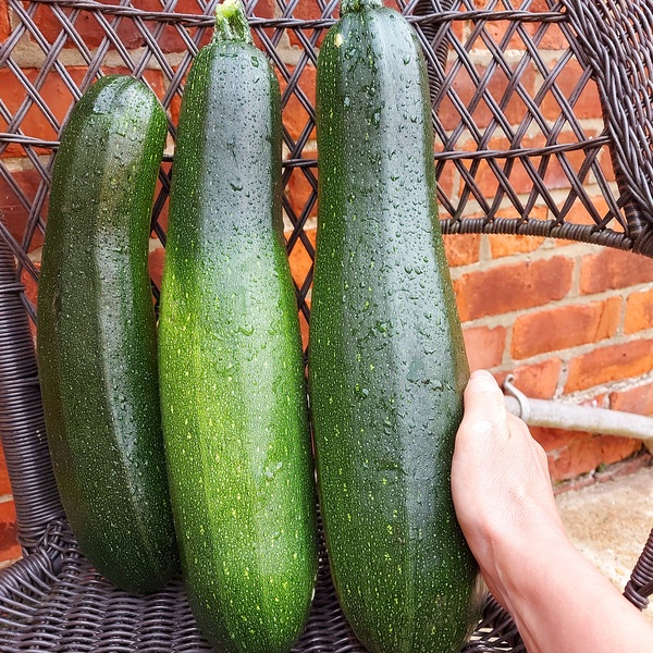 Summer Low Carb mini-Bootcamp - week 1