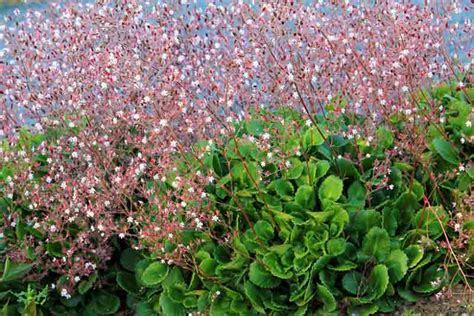 What spreading low plant can I plant in my front garden