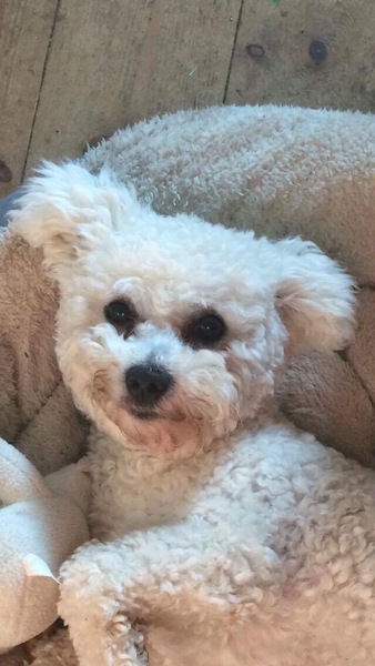 Small or medium dog - mini/toy poodle, bichon, maltese or westie?