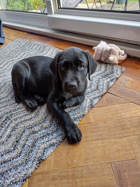 Puppy Survival Thread - August