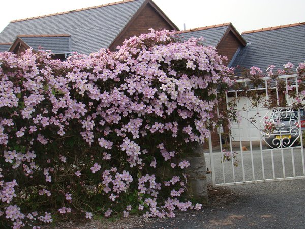 Neighbours have put panelling up on their did of the garden, it goes right up over our side of the fence & looks so ugly😢 what can we do our side to improve its appearance?