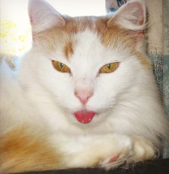 My cat keeps killing birds