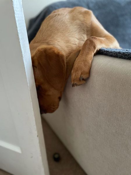 Puppy Survival Thread August part 2