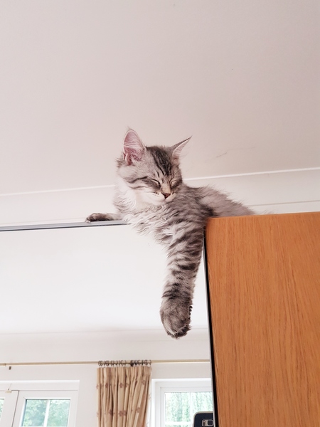 Cute things your cat does
