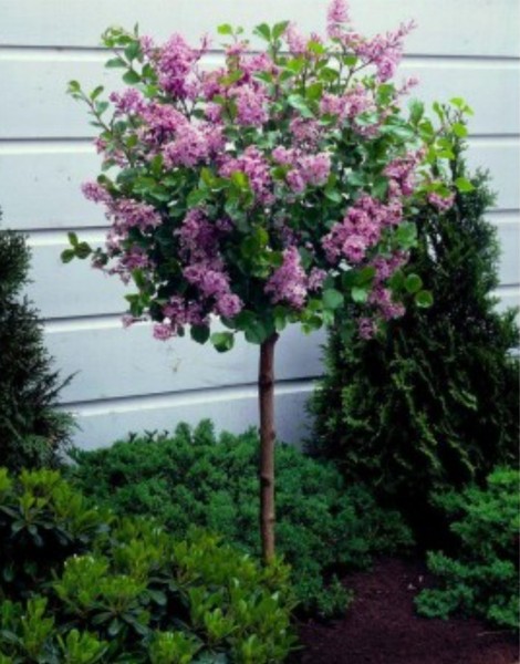 Any ideas for a wildlife friendly cottage garden tree or shrub that would be happy in a big pot.