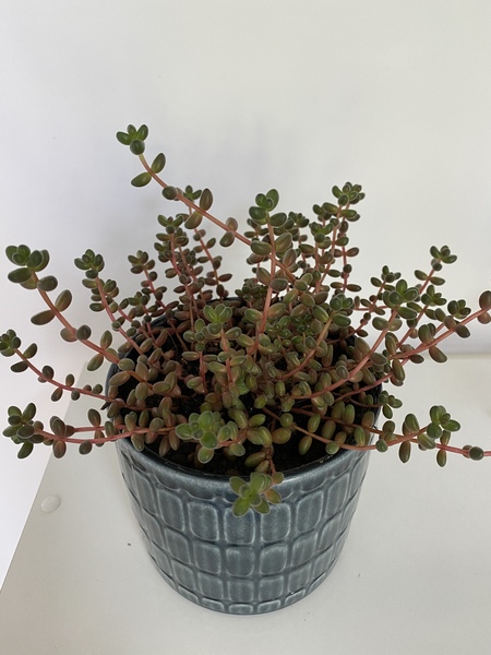 What is this houseplant?