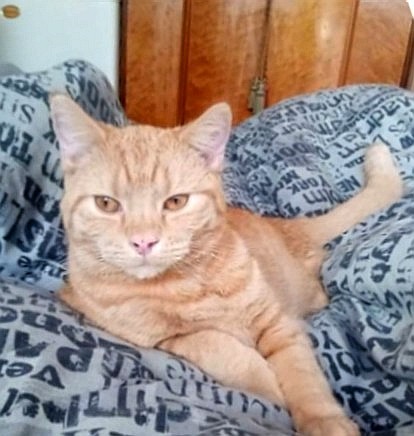 Please post cute pictures and tell me about your cats.