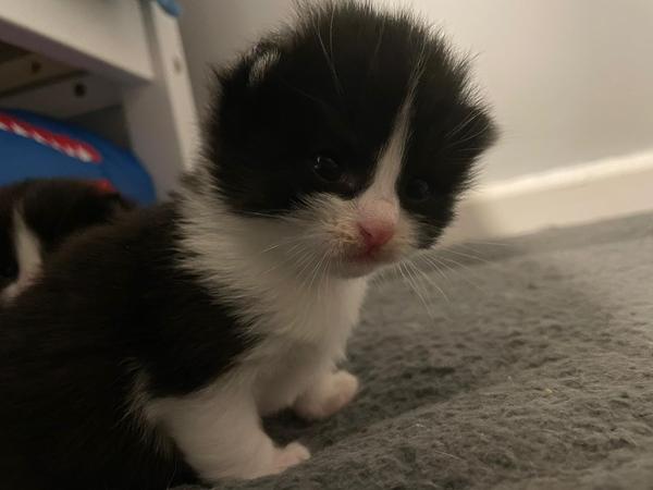 Getting a kitten! What do I need?
