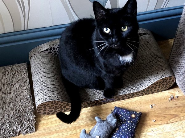 Please post cute pictures and tell me about your cats.