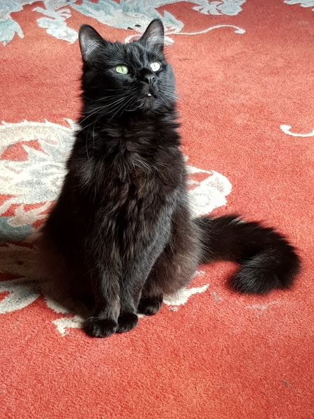 Bringing a new cat home - advice appreciated