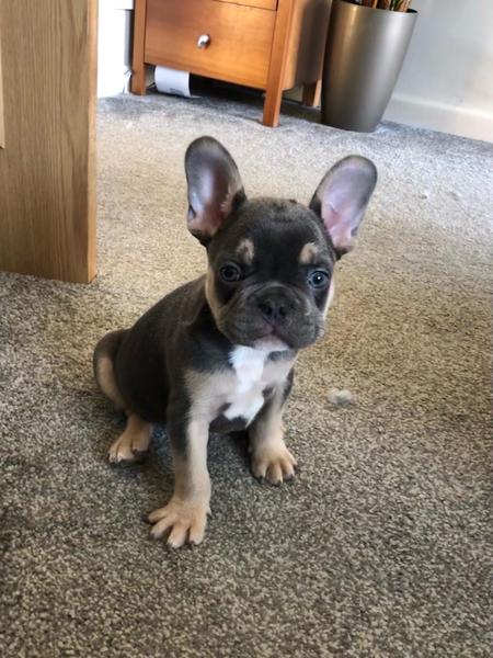 Puppy Survival Thread August part 2