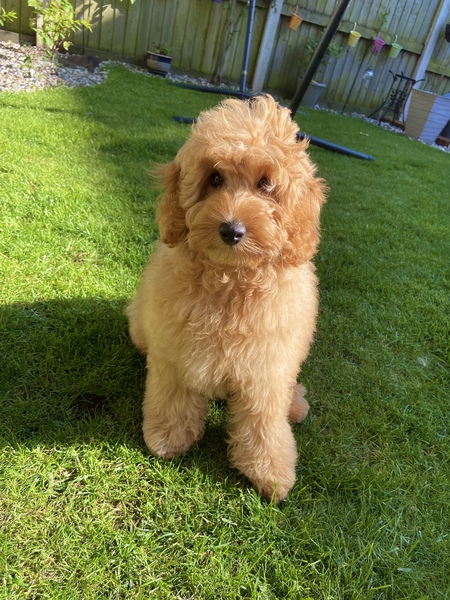Puppy Survival Thread August part 2
