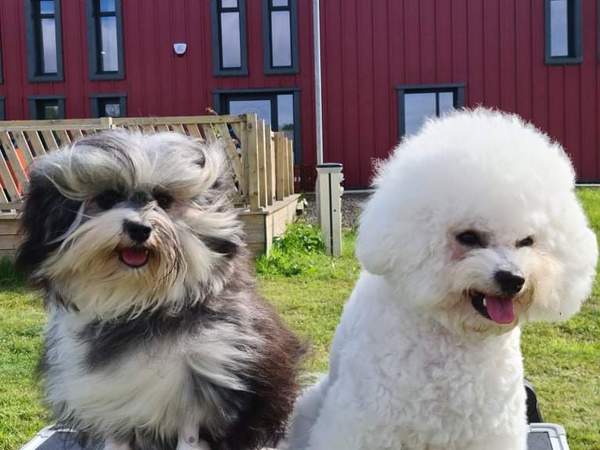 Recommend A Breed