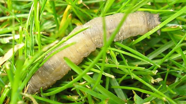 What are these on my lawn?
