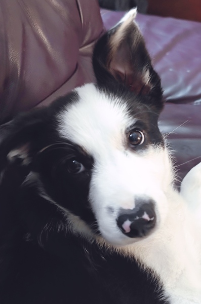 Puppy biting
