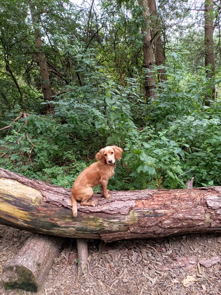 Puppy Survival Thread August part 2