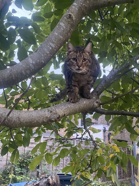 Thug cat part 4.  After all, it's not my Axminster.