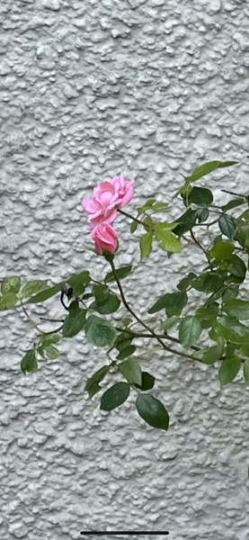 Help me save my mums rose please!