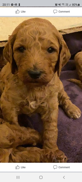 Puppy Survival Thread - August