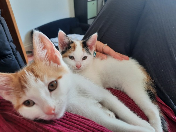 How long did it take you to get used to your cat?