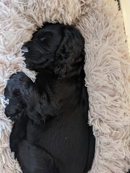 Puppy Survival Thread - August