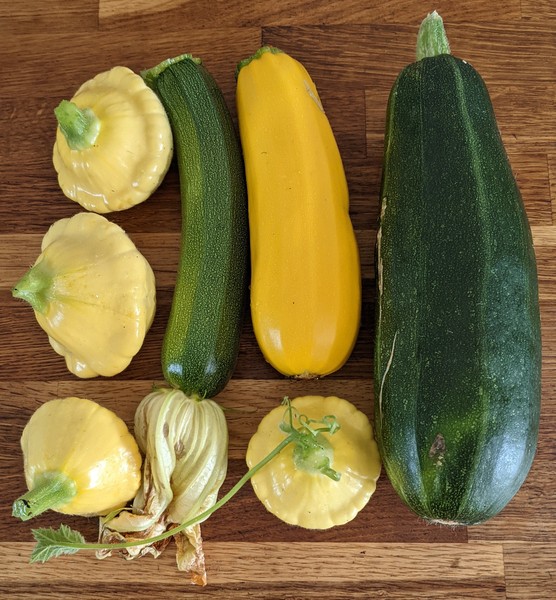 Allotment/Veg patch Thread 17 - onwards and upwards