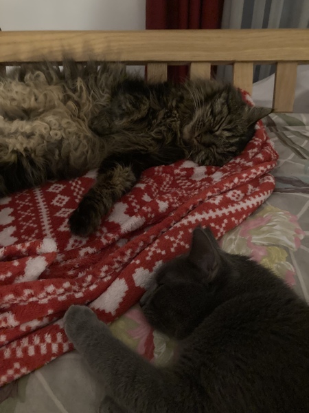 DCat and DKitten not getting on again